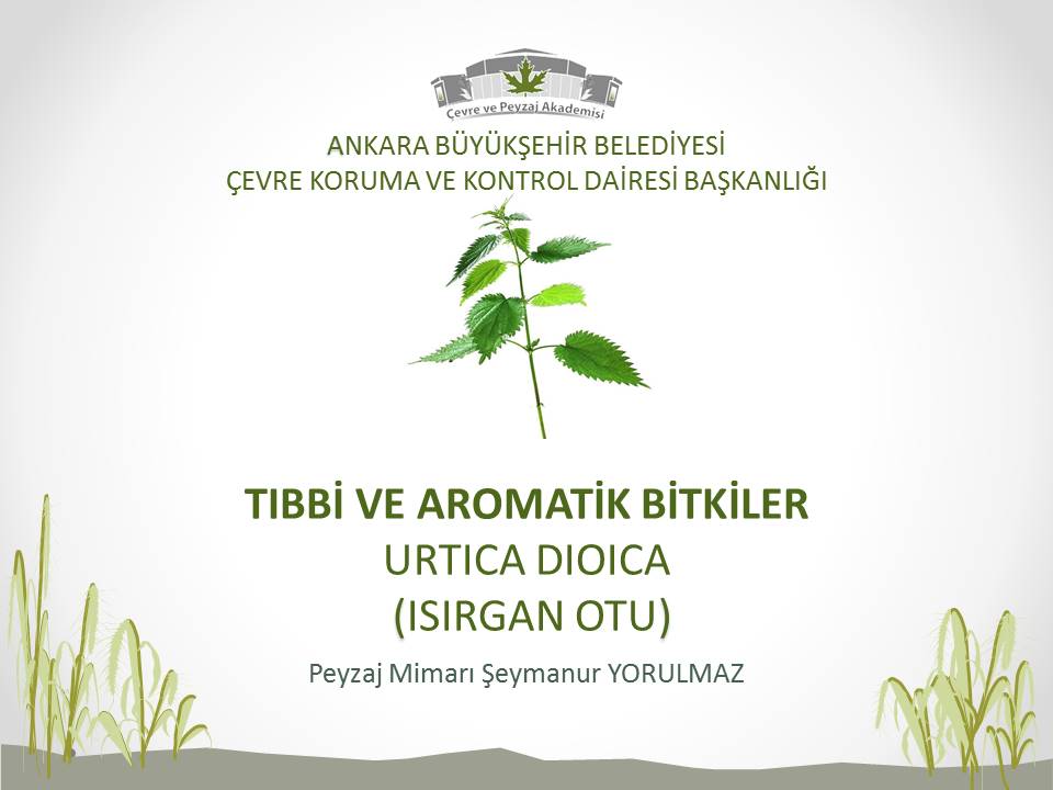 TIBBI_VE_AROMATIK_BITKI_-_ISIRGAN_OTU.jpg